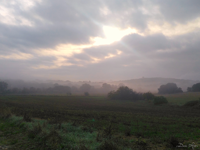 brouillard dans la campagne