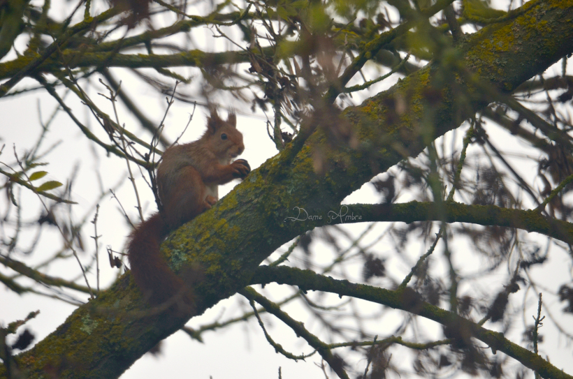 écureuil dans l'arbre, mange une noisette