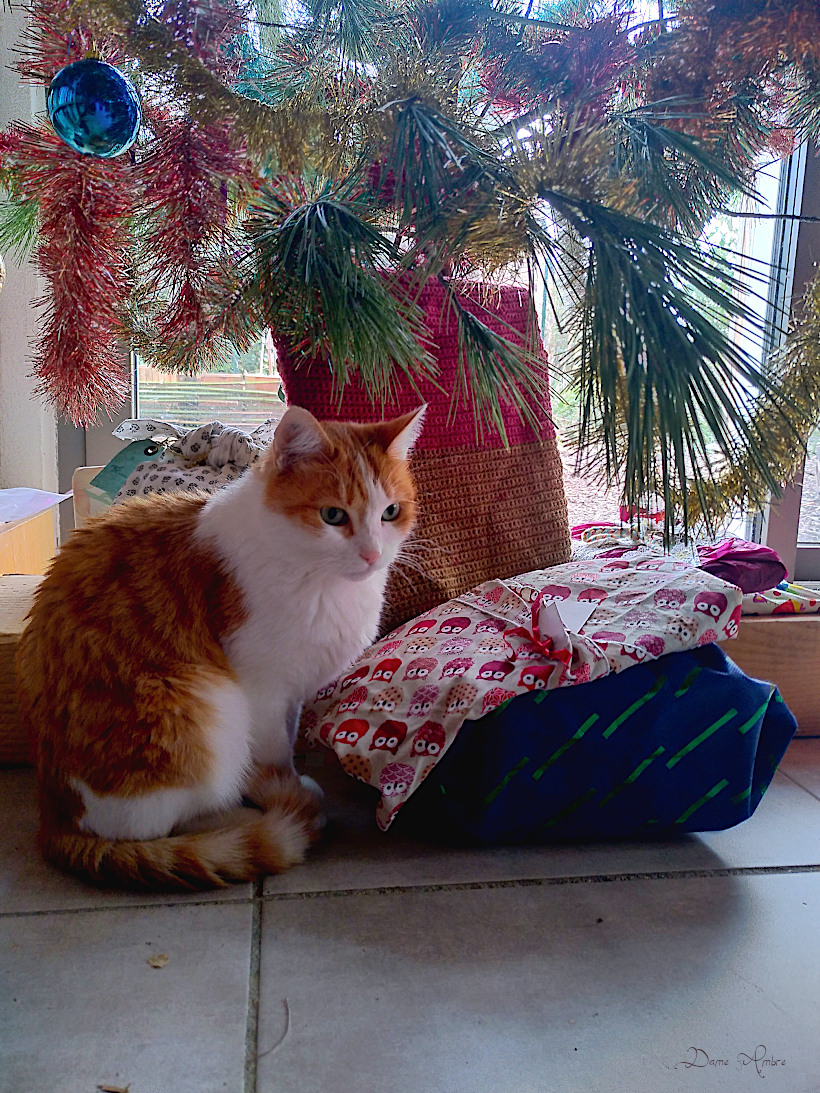 Chat roux et blanc au pied du sapin, au milieu des cadeaux